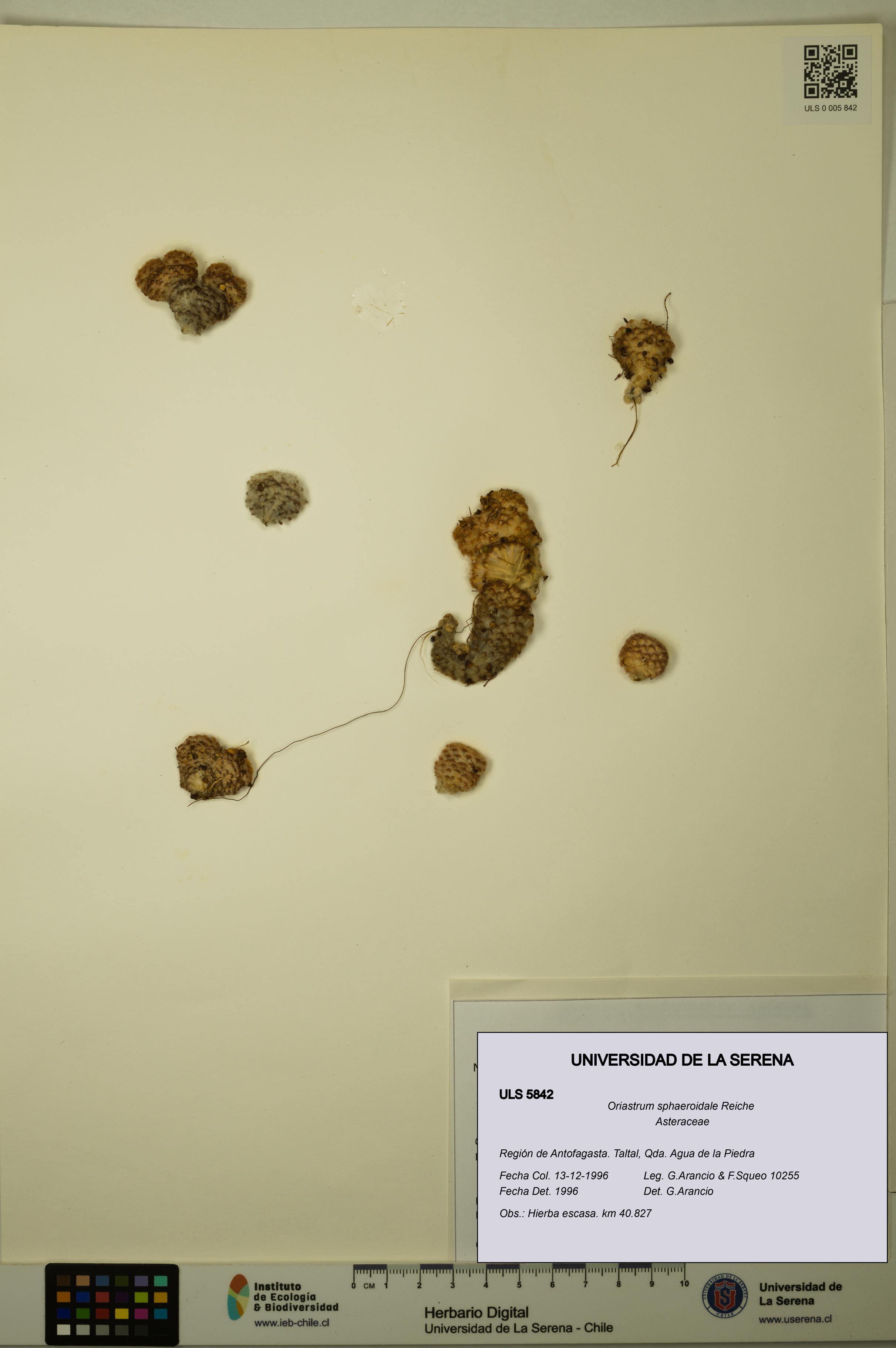 Oriastrum sphaeroidale [Espécimen: ULS:ULS:0005842]