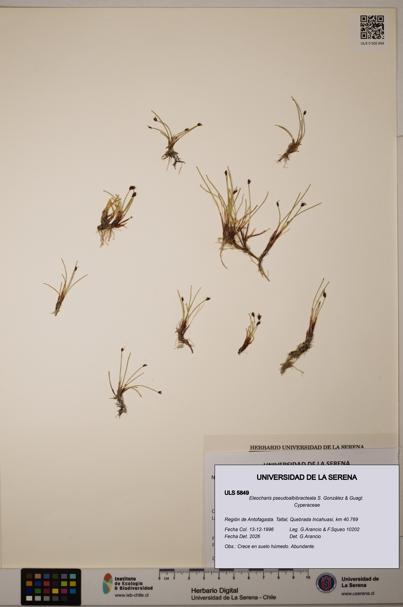 Eleocharis pseudoalbibracteata [Espécimen: ULS:ULS:0005849]