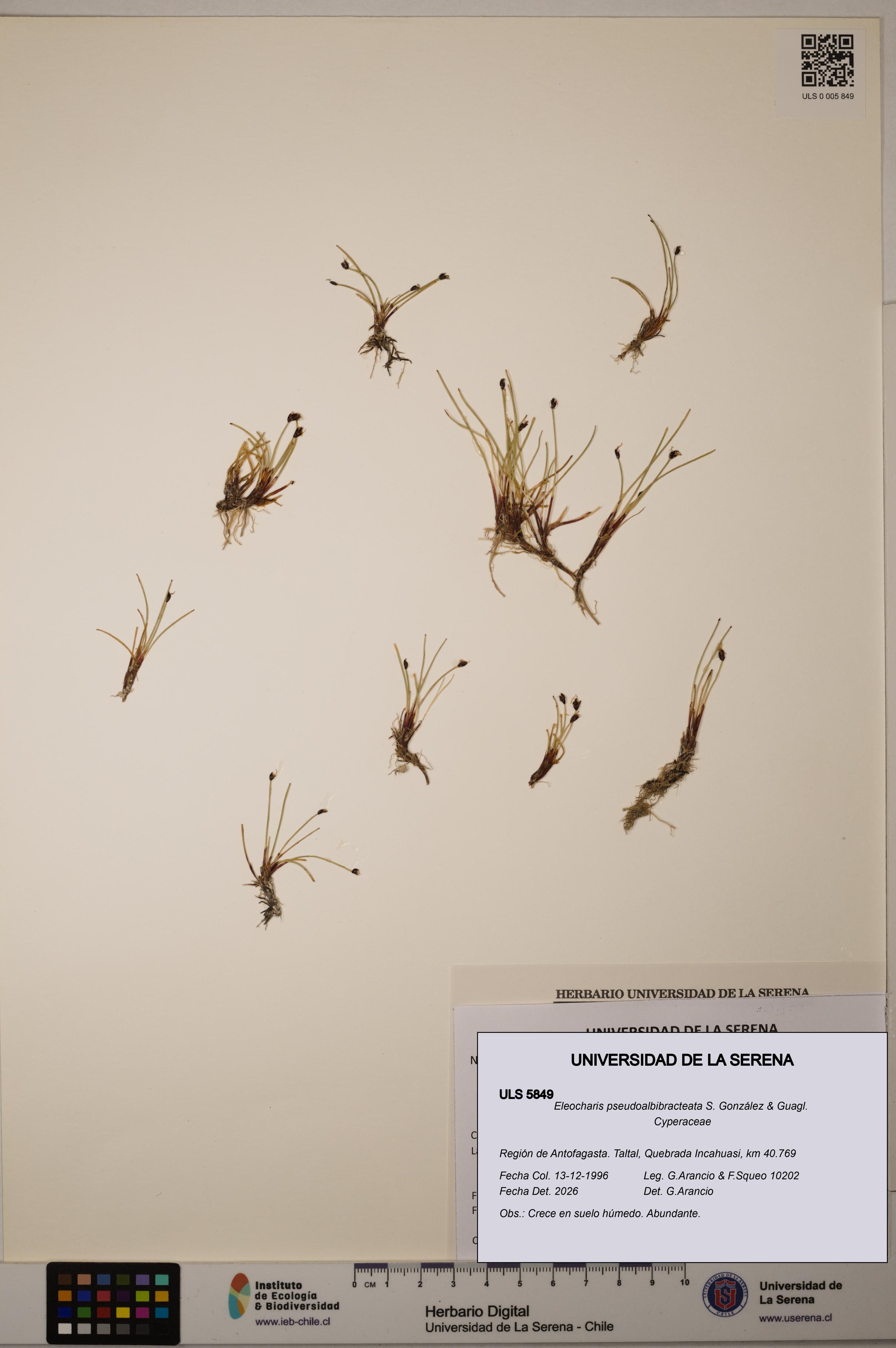 Eleocharis pseudoalbibracteata [Espécimen: ULS:ULS:0005849]