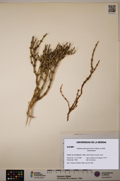 Ephedra americana [Espécimen: ULS:ULS:0005851]