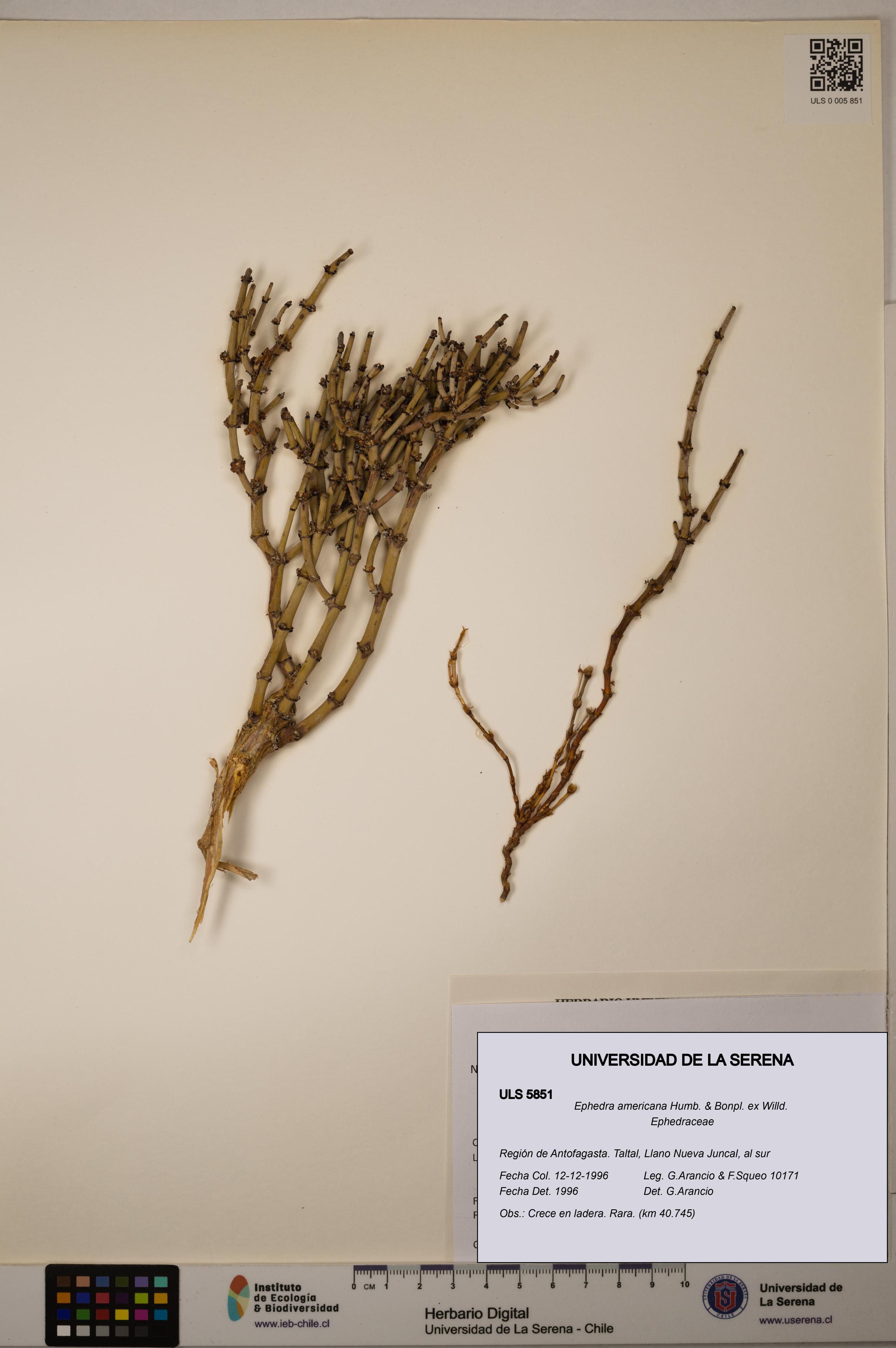 Ephedra americana [Espécimen: ULS:ULS:0005851]