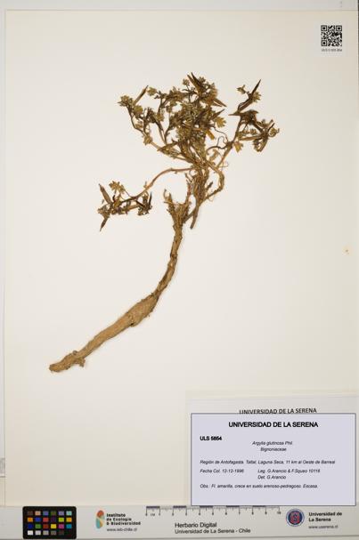Argylia glutinosa [Espécimen: ULS:ULS:0005854]