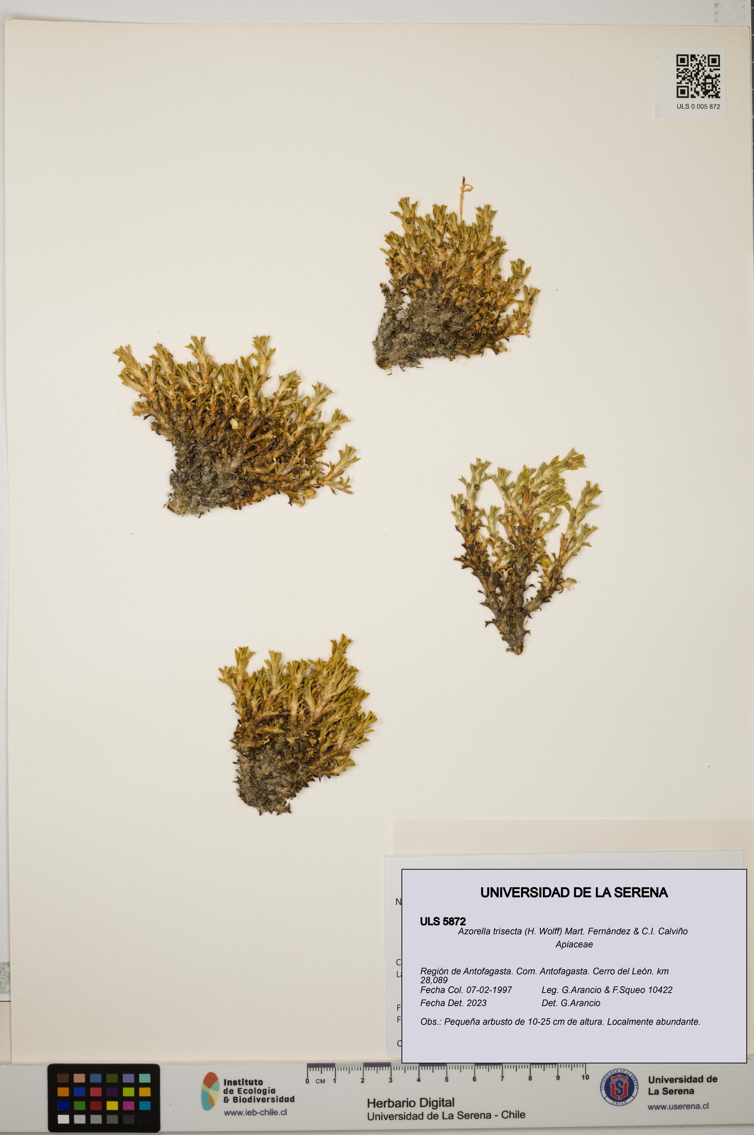 Azorella trisecta [Espécimen: ]