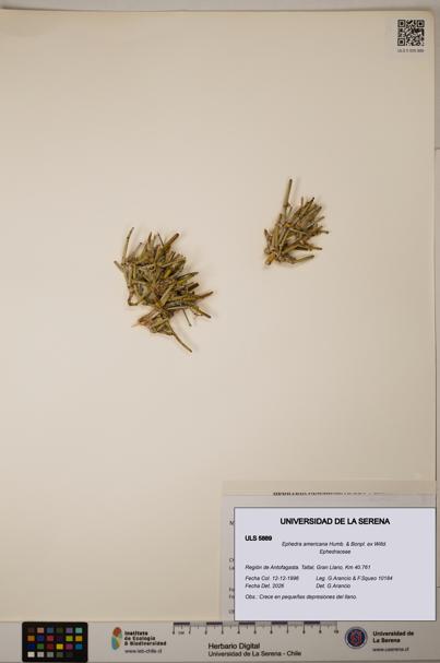Ephedra americana [Espécimen: ULS:ULS:0005889]