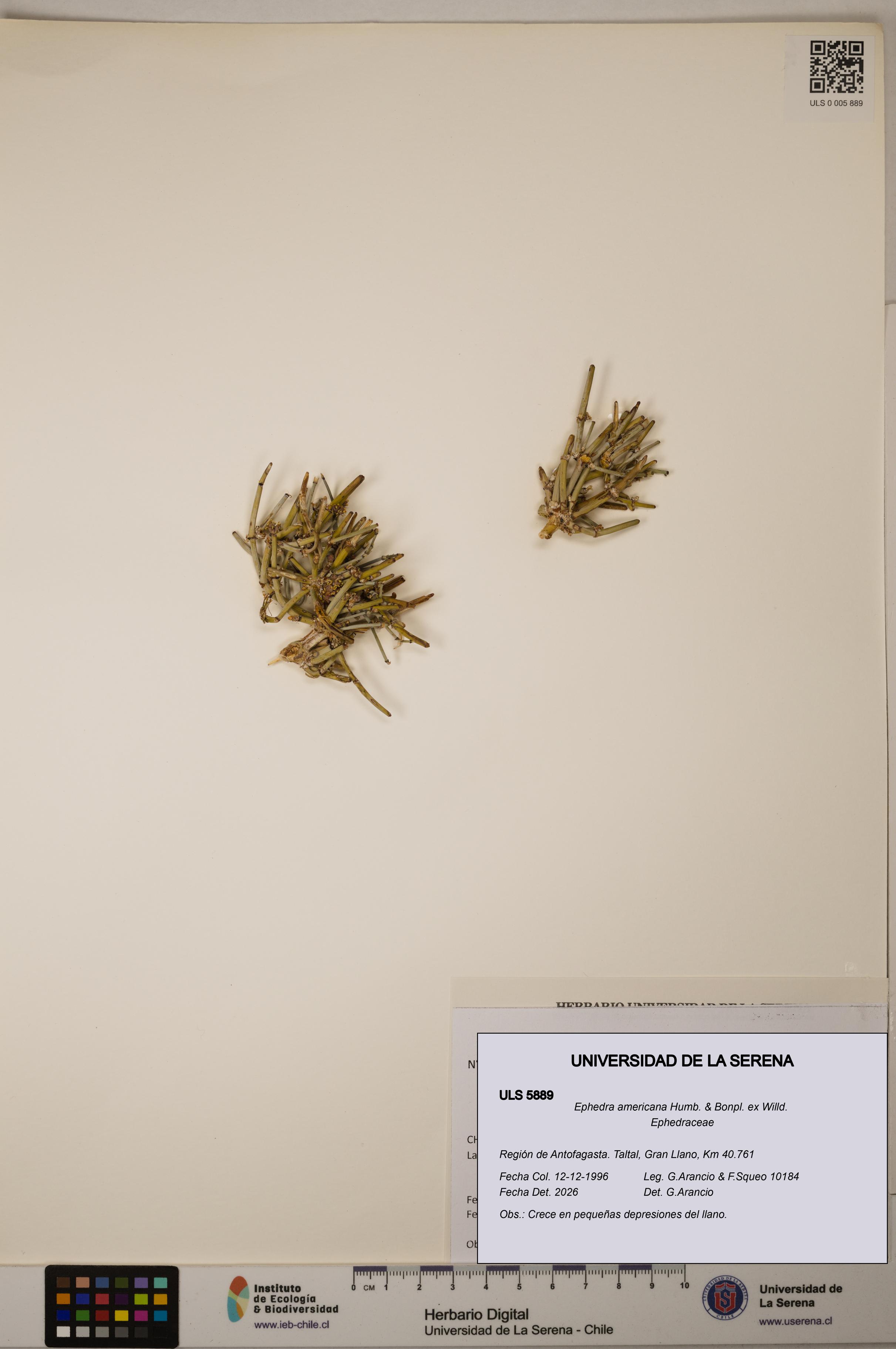 Ephedra americana [Espécimen: ULS:ULS:0005889]