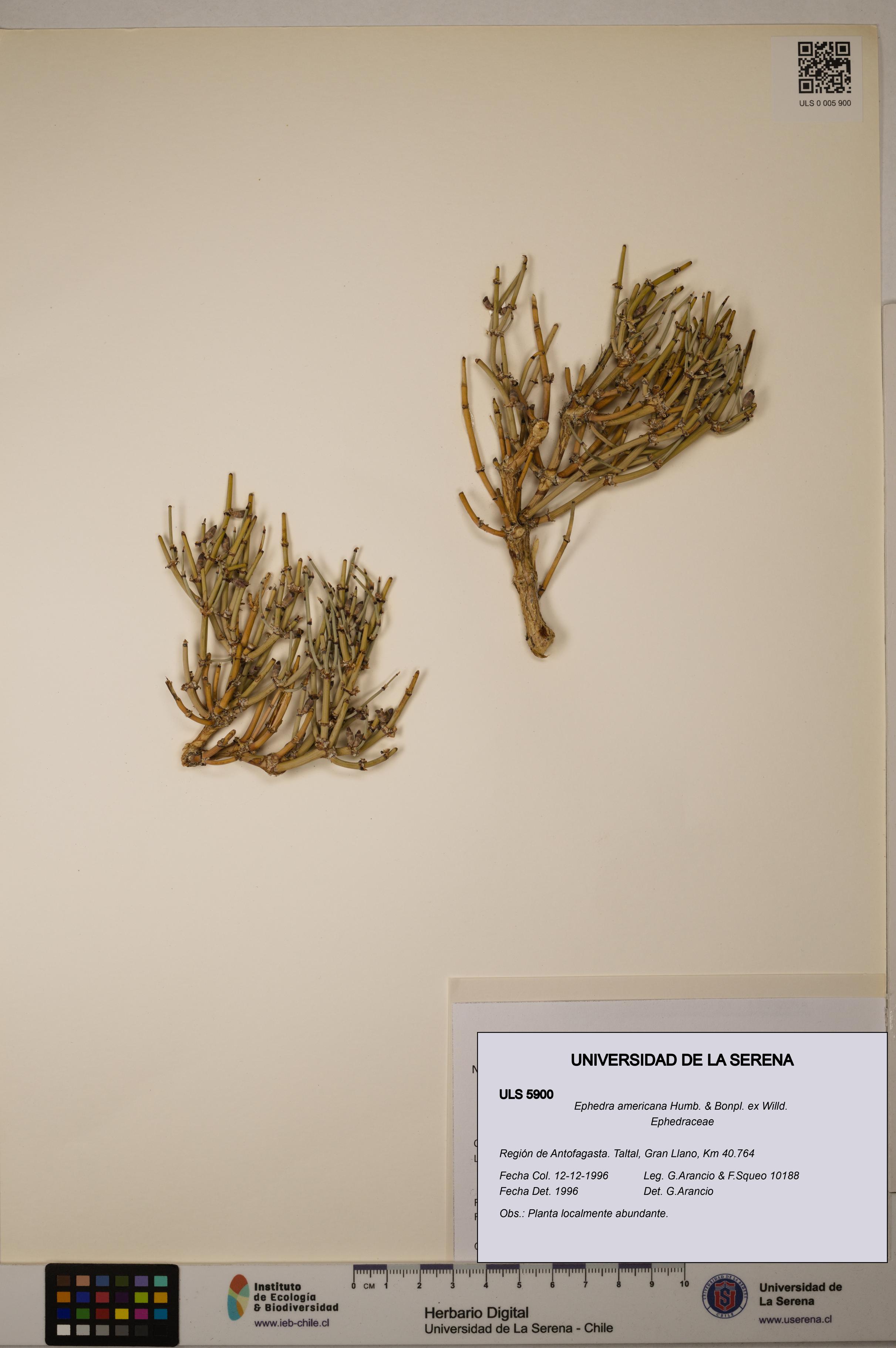 Ephedra americana [Espécimen: ULS:ULS:0005900]