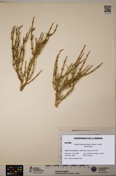 Ephedra americana [Espécimen: ULS:ULS:0005901]
