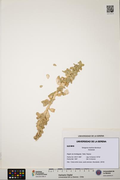 Tetragonia maritima [Espécimen: ULS:ULS:0005918]