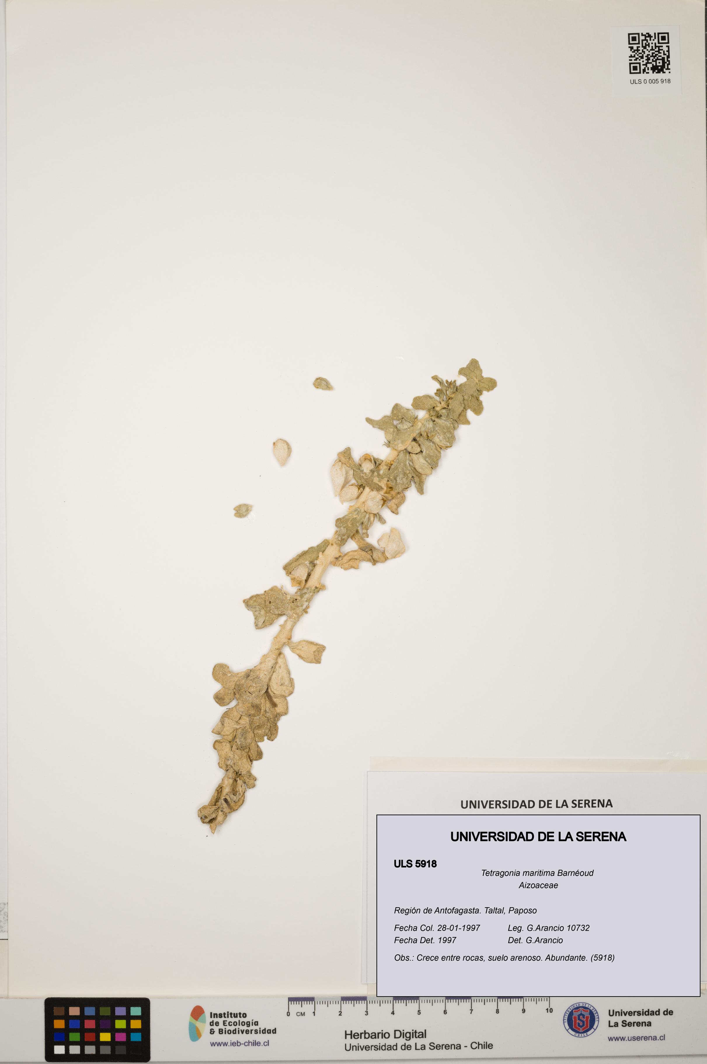 Tetragonia maritima [Espécimen: ULS:ULS:0005918]