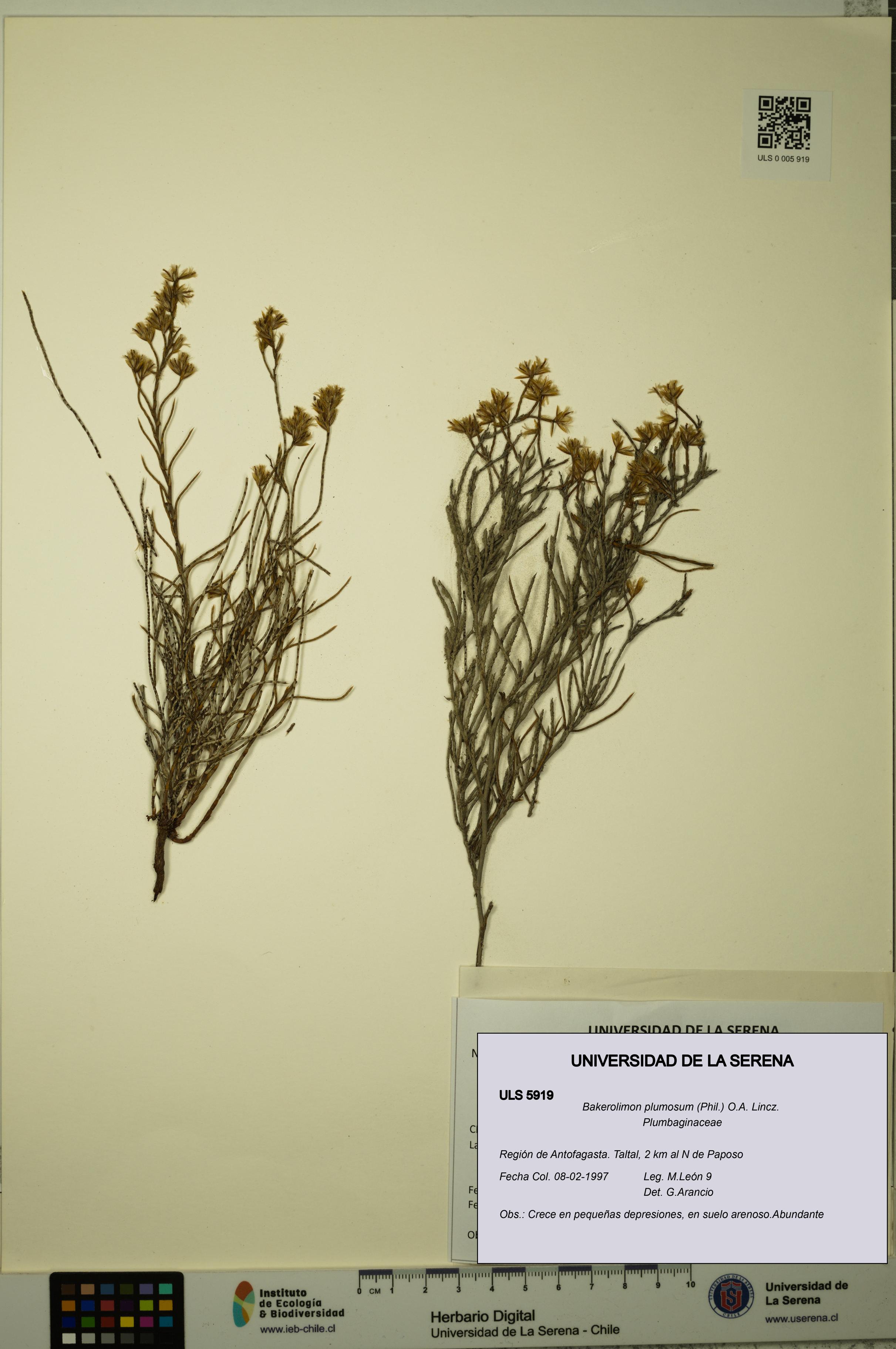 Bakerolimon plumosum [Espécimen: ULS:ULS:0005919]