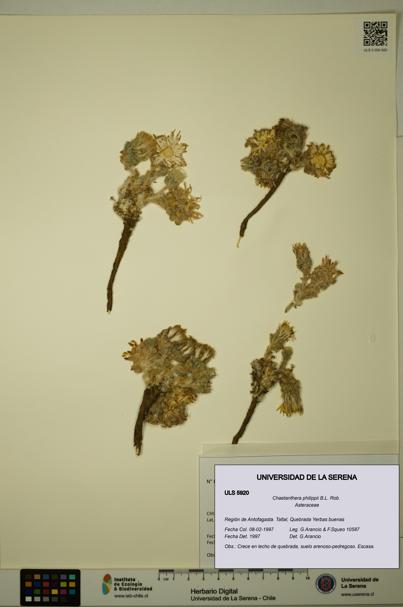 Chaetanthera philippii [Espécimen: ULS:ULS:0005920]