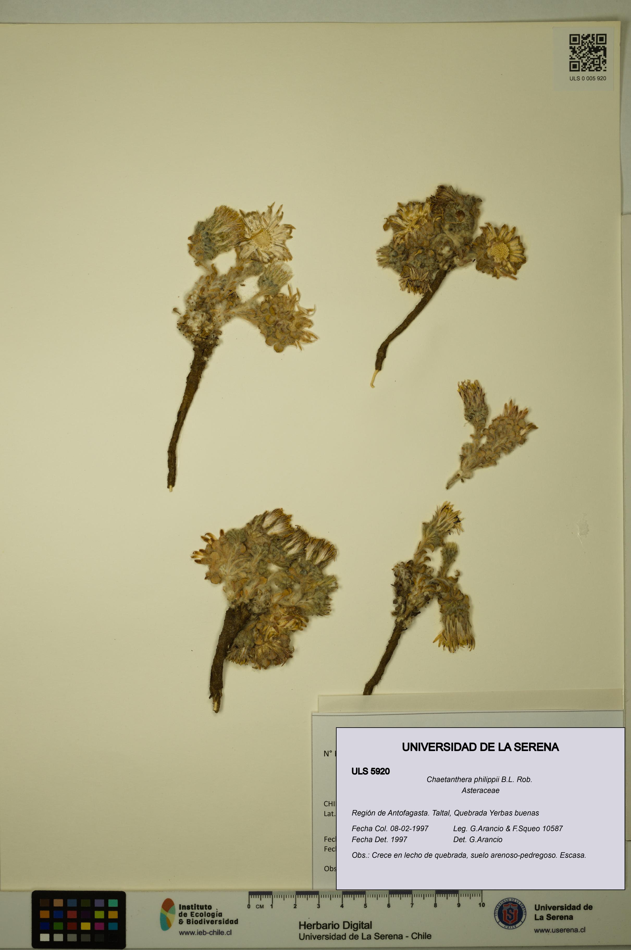 Chaetanthera philippii [Espécimen: ULS:ULS:0005920]