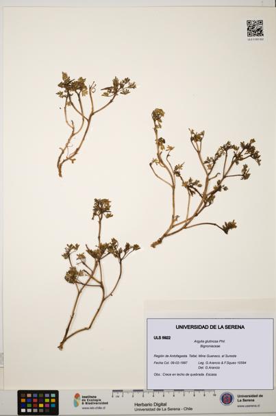 Argylia glutinosa [Espécimen: ULS:ULS:0005922]