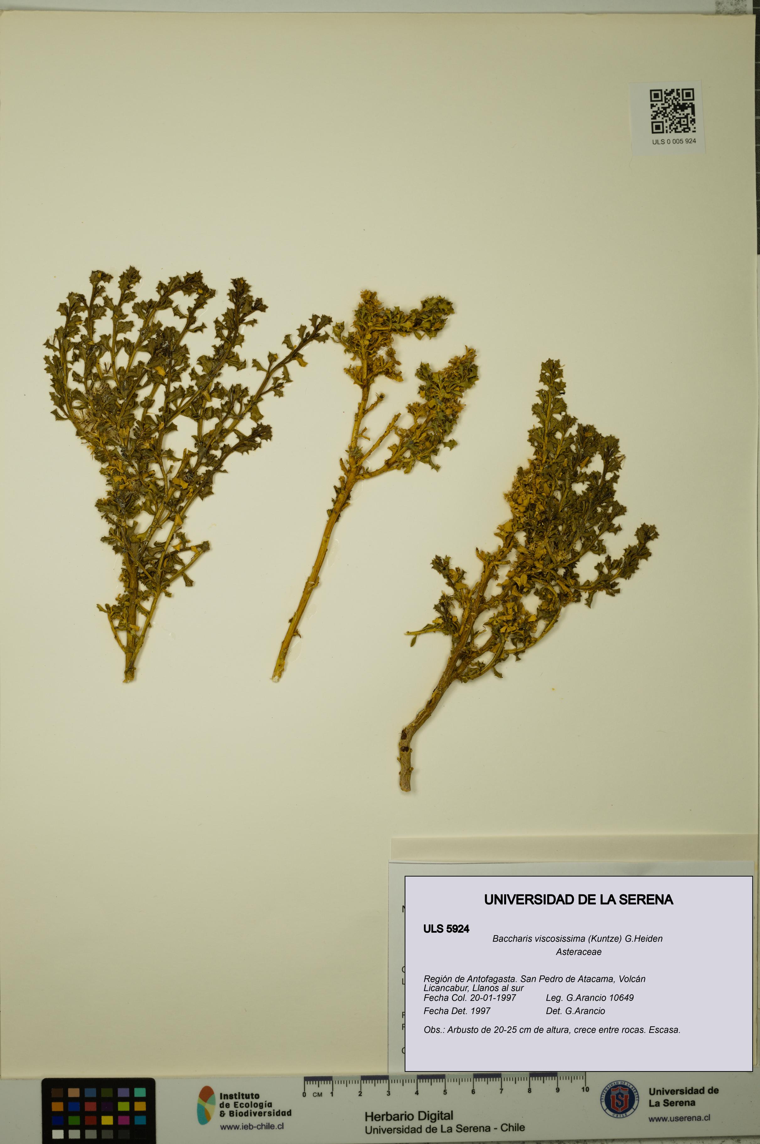 Baccharis tola [Espécimen: ULS:ULS:0005924]