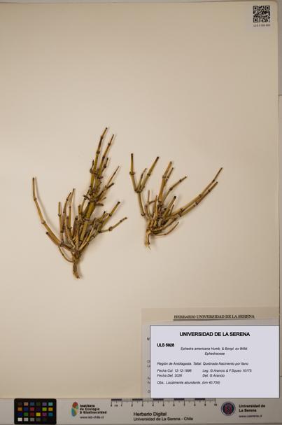 Ephedra americana [Espécimen: ULS:ULS:0005928]