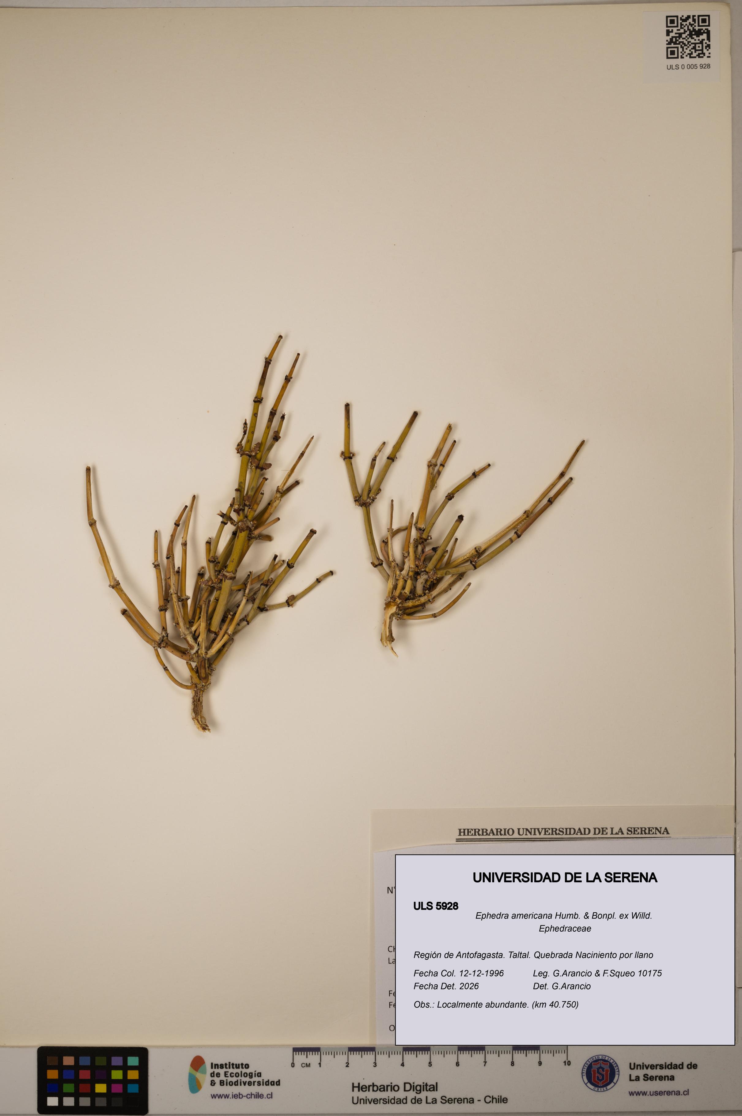 Ephedra americana [Espécimen: ULS:ULS:0005928]