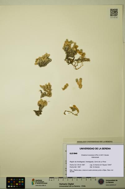 Oriastrum revolutum [Espécimen: ULS:ULS:0005949]