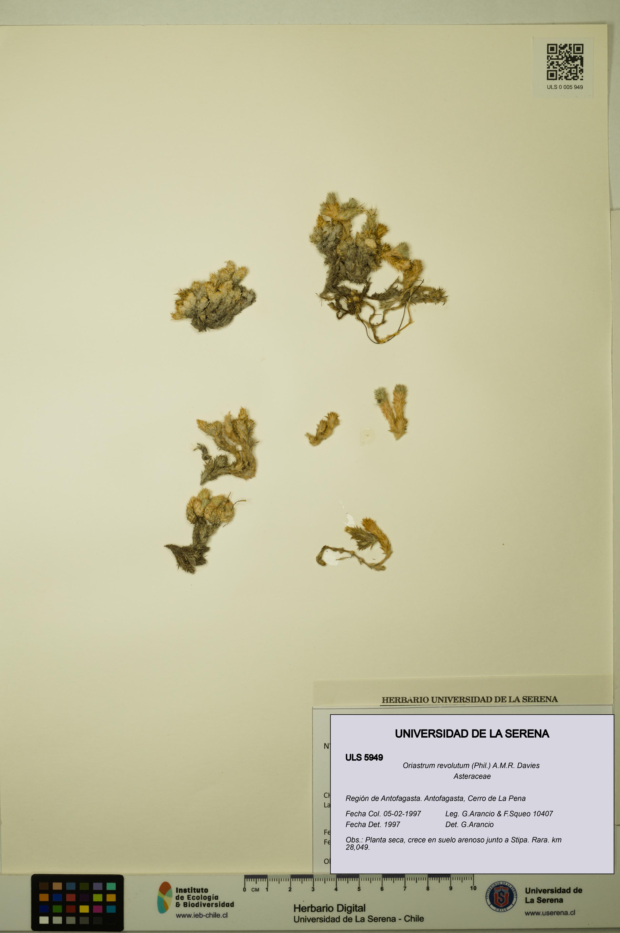 Oriastrum revolutum [Espécimen: ULS:ULS:0005949]