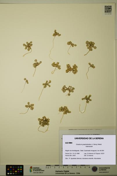 Oriastrum gnaphalioides [Espécimen: ULS:ULS:0005964]