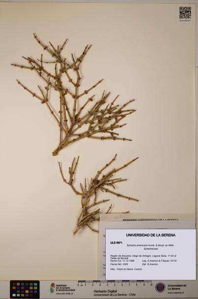 Ephedra americana [Espécimen: ULS:ULS:0005971]