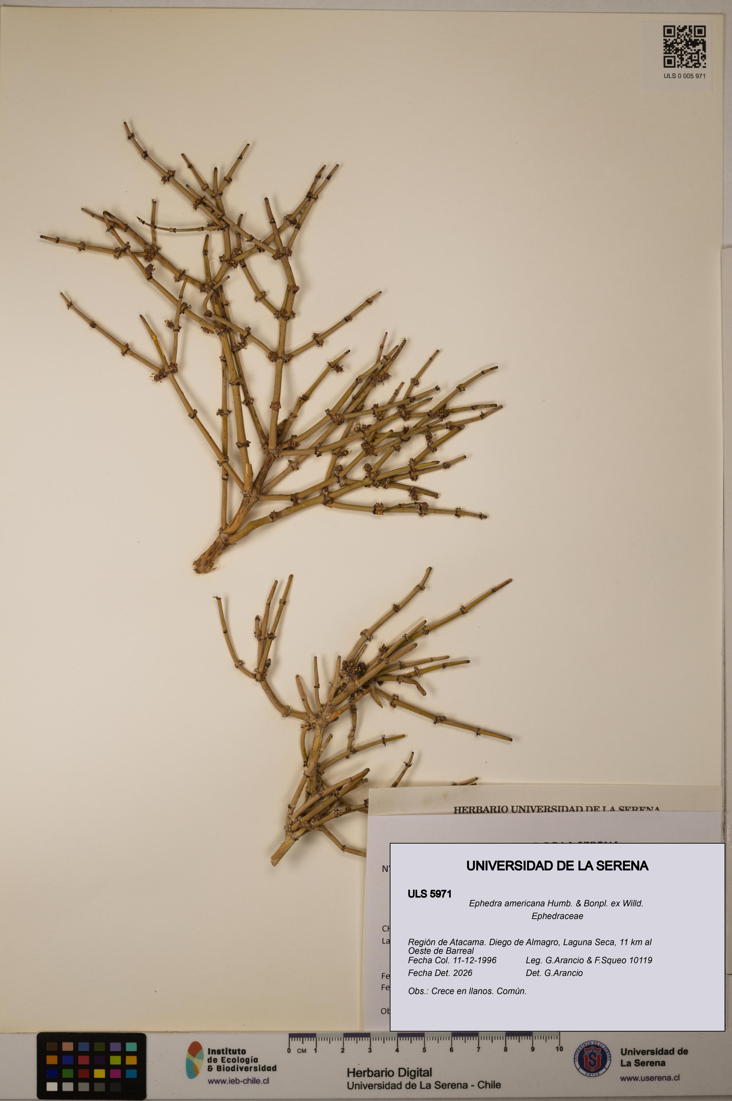 Ephedra americana [Espécimen: ULS:ULS:0005971]