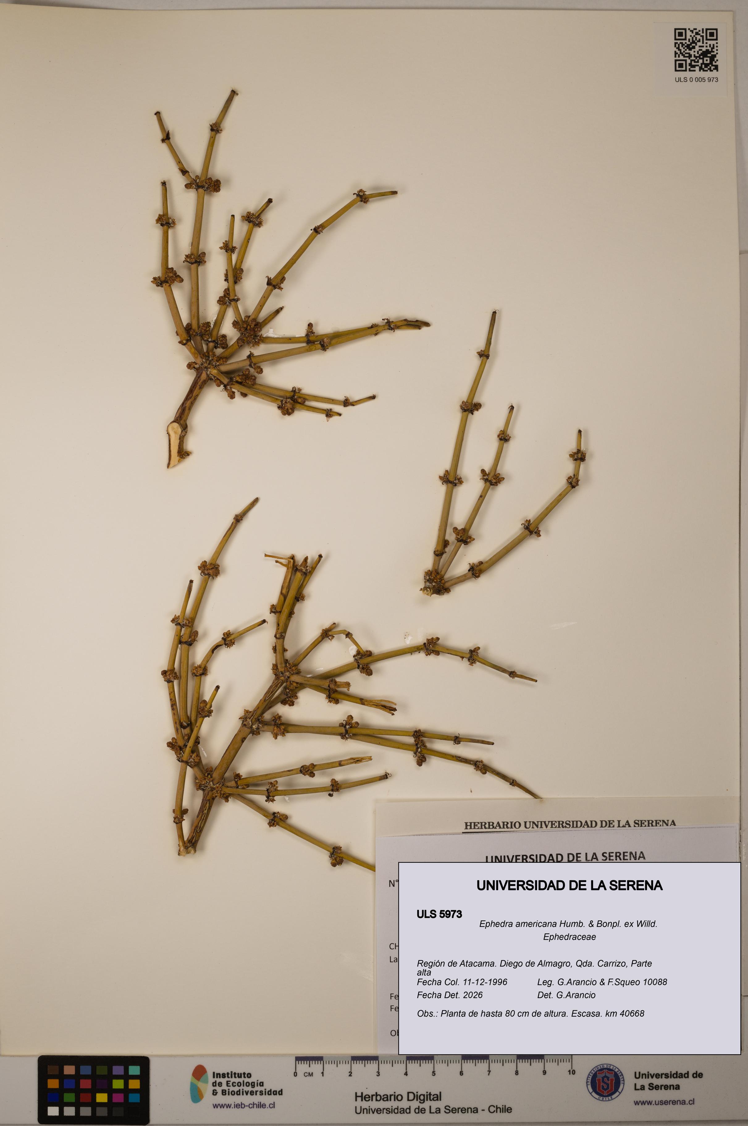 Ephedra americana [Espécimen: ULS:ULS:0005973]