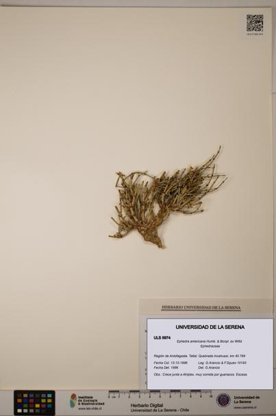 Ephedra americana [Espécimen: ULS:ULS:0005974]