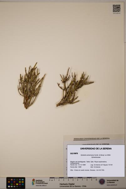 Ephedra americana [Espécimen: ULS:ULS:0005975]