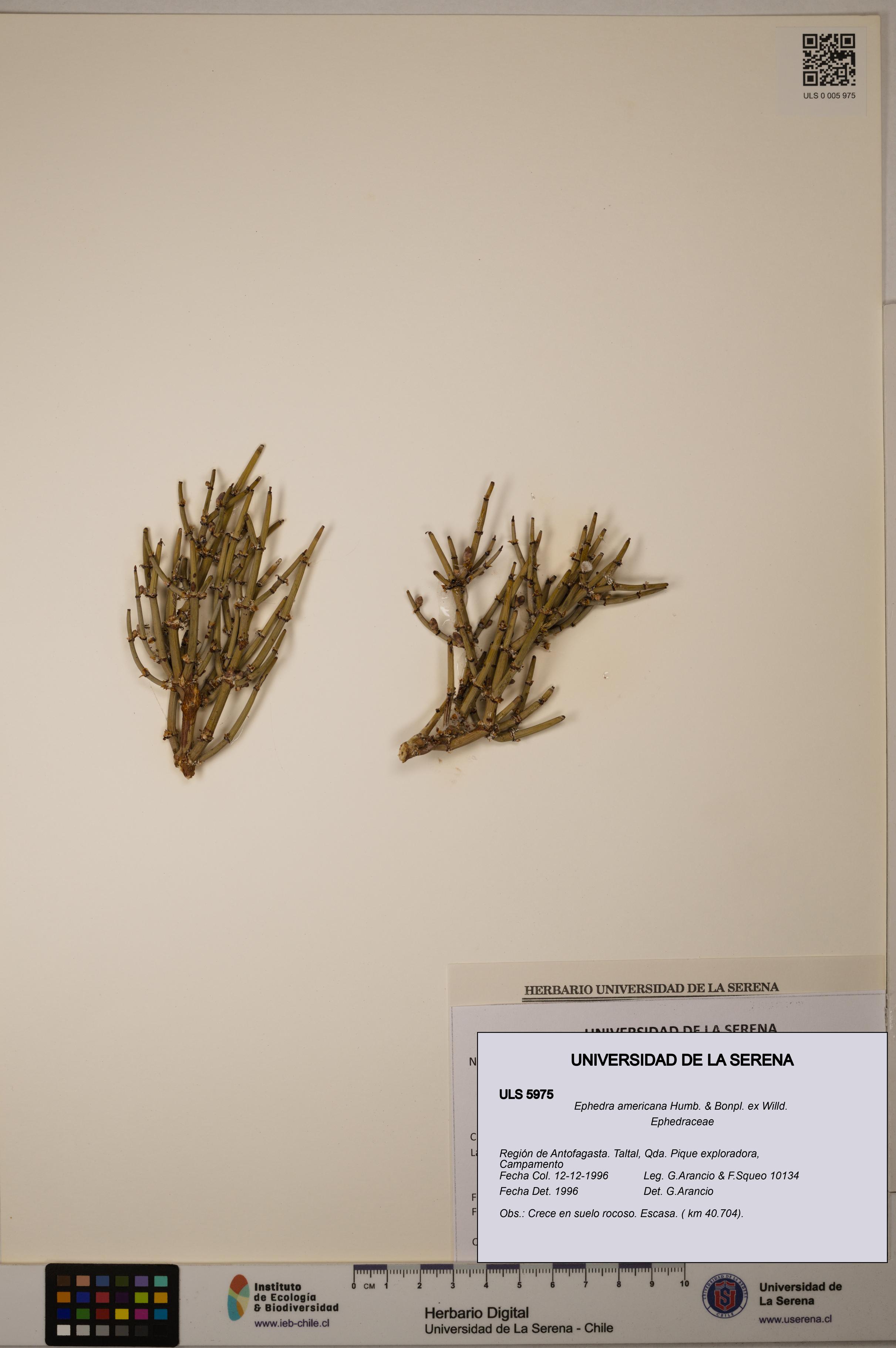 Ephedra americana [Espécimen: ULS:ULS:0005975]