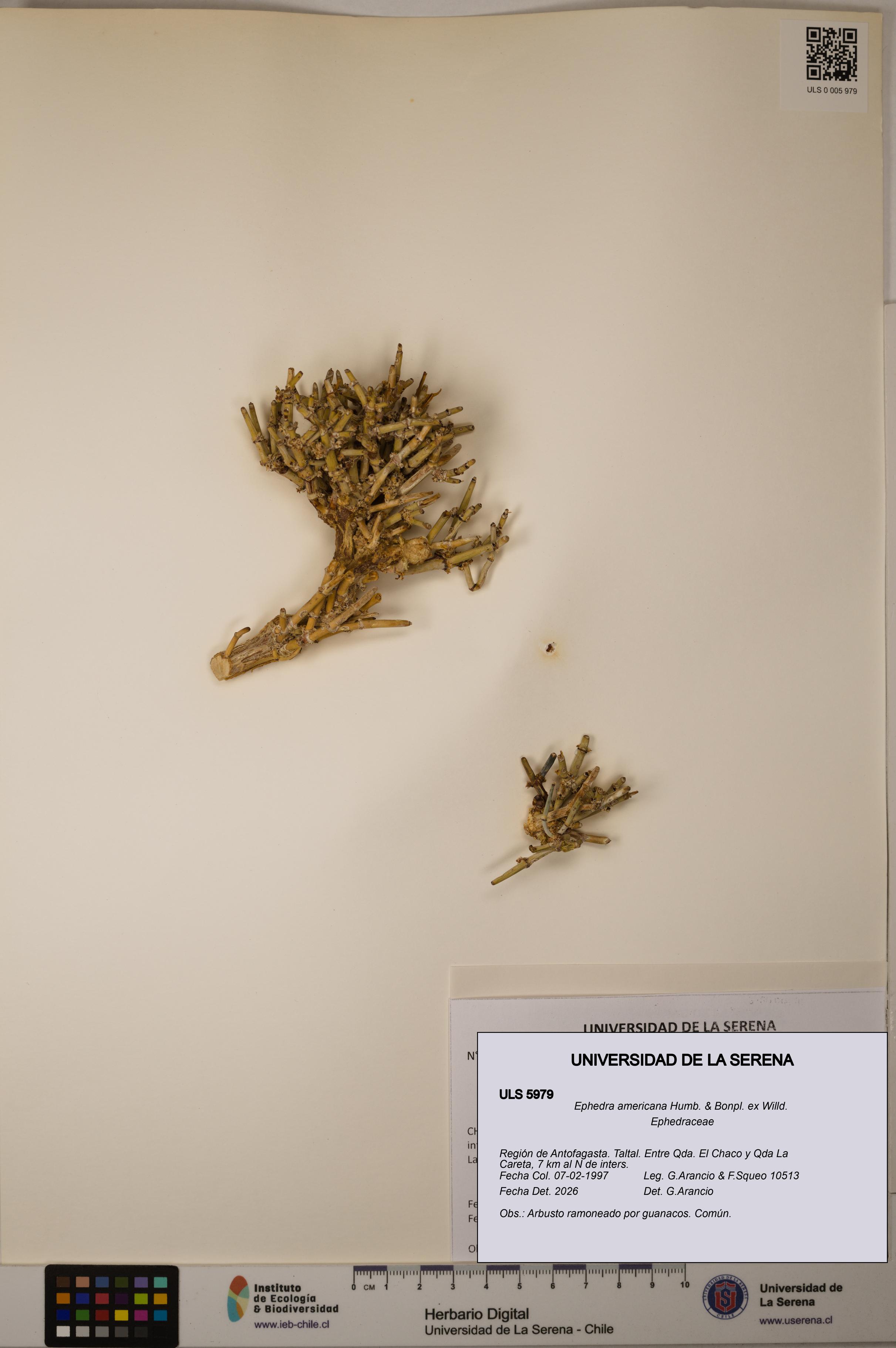 Ephedra americana [Espécimen: ULS:ULS:0005979]