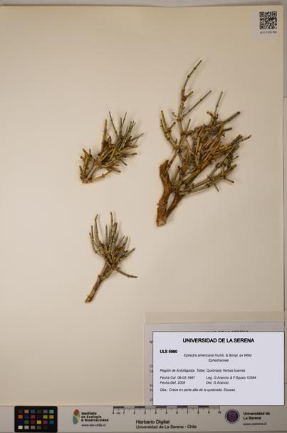 Ephedra americana [Espécimen: ULS:ULS:0005980]