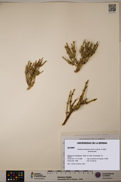 Ephedra americana [Espécimen: ULS:ULS:0006001]