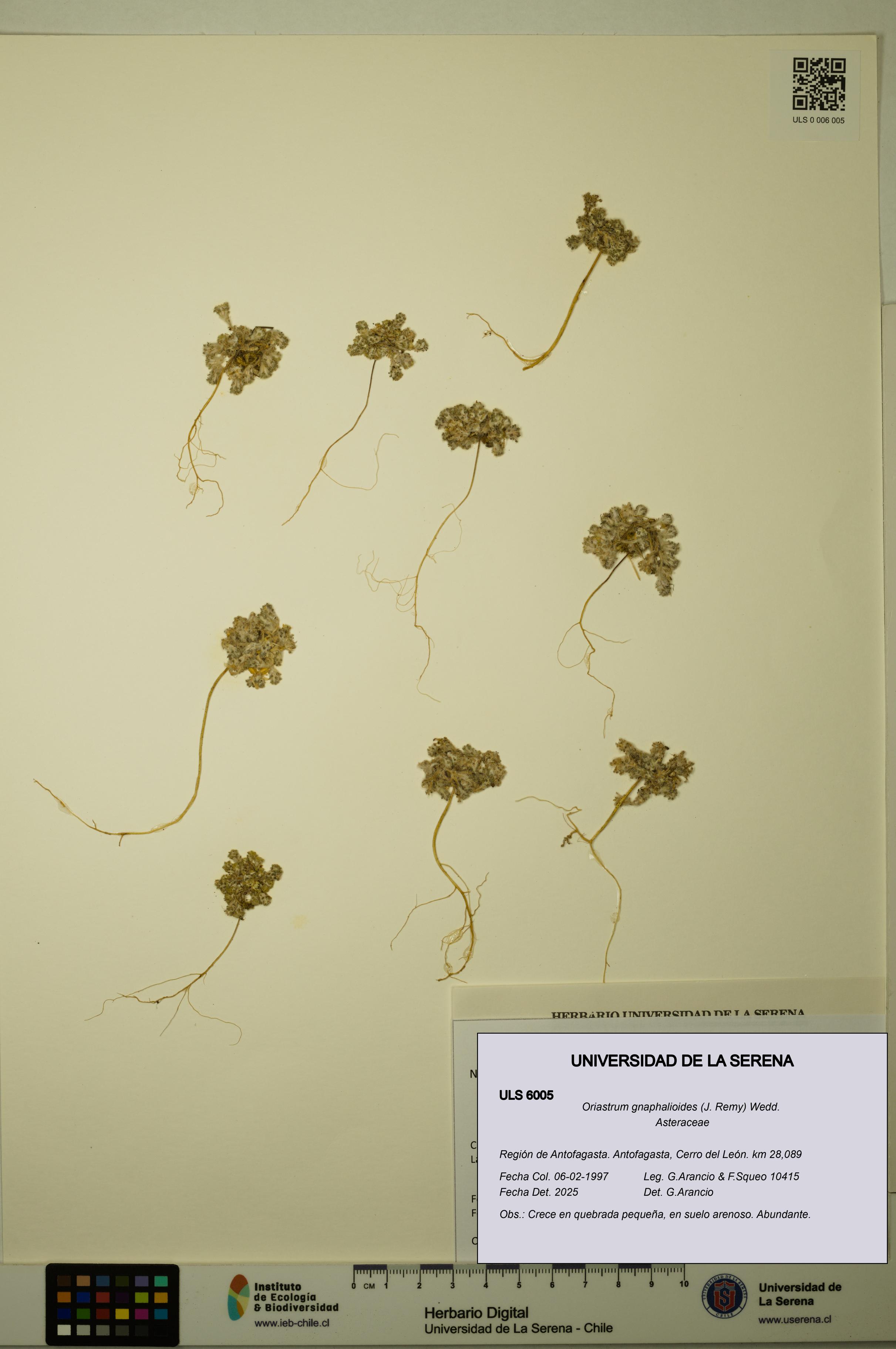 Oriastrum gnaphalioides [Espécimen: ULS:ULS:0006005]