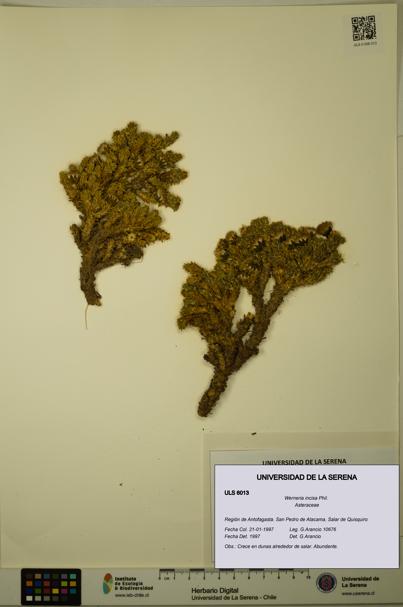 Werneria incisa [Espécimen: ULS:ULS:0006013]