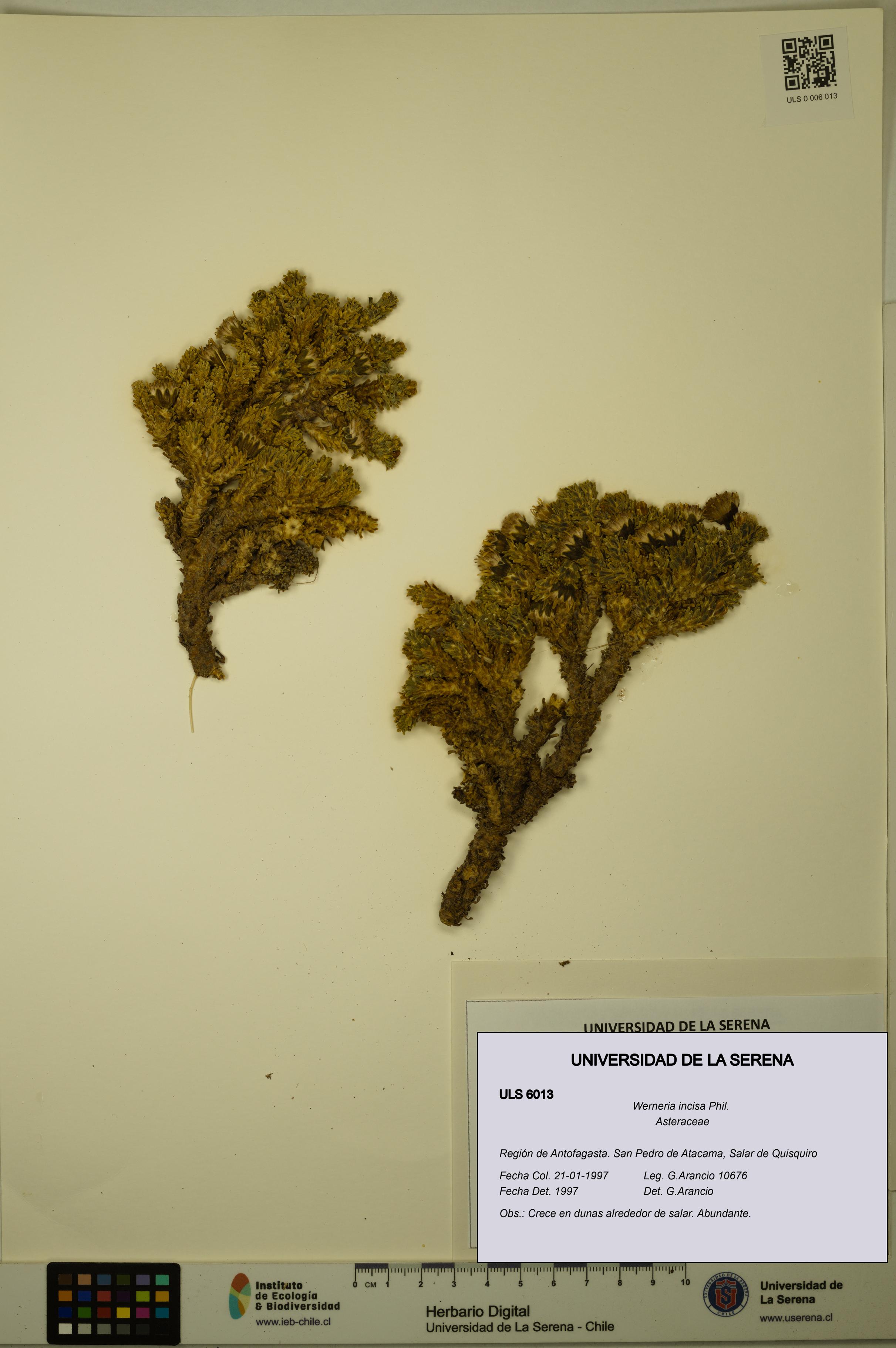 Werneria incisa [Espécimen: ULS:ULS:0006013]