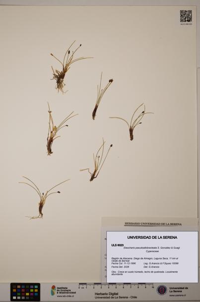 Eleocharis pseudoalbibracteata [Espécimen: ULS:ULS:0006023]