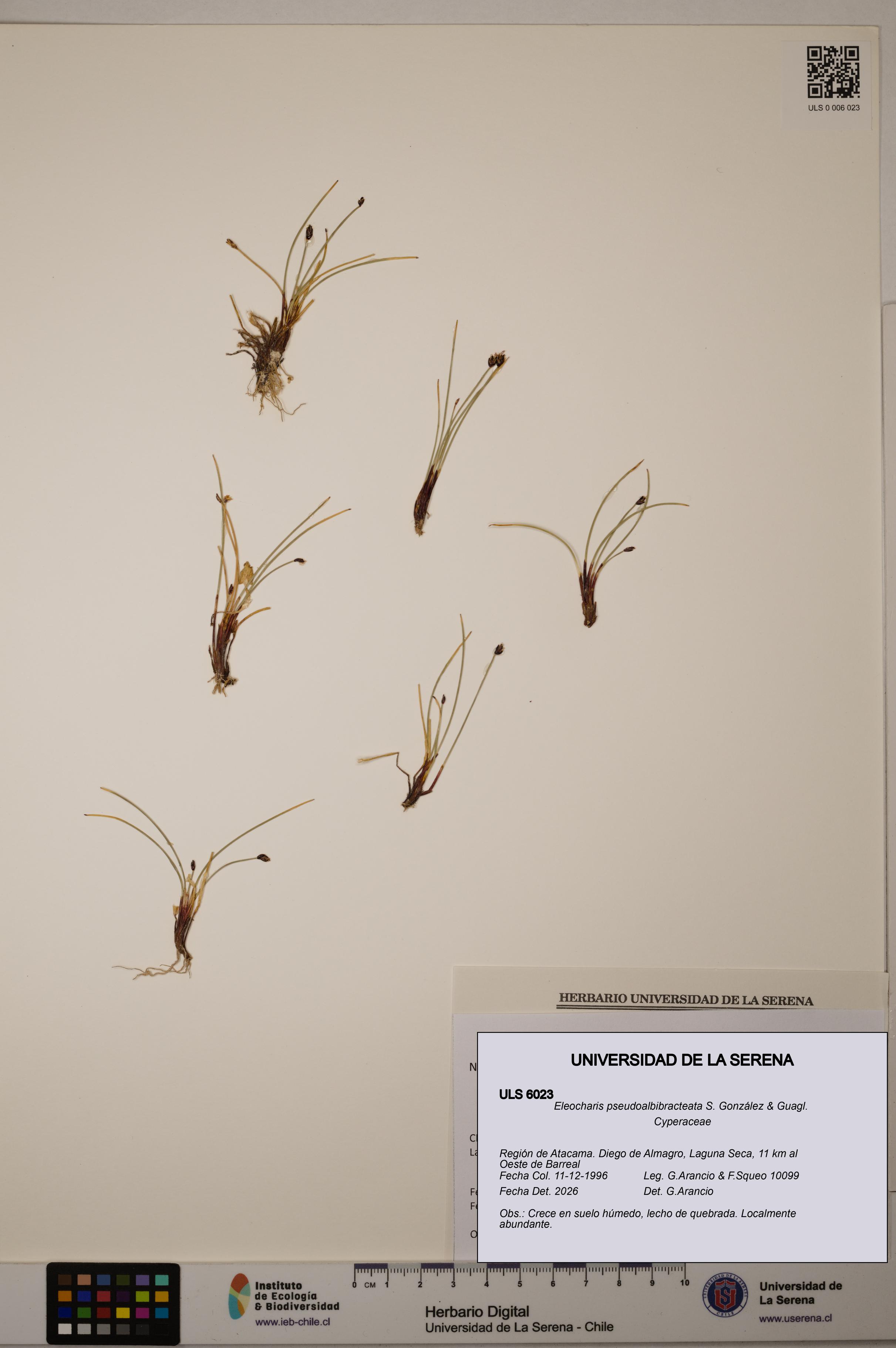 Eleocharis pseudoalbibracteata [Espécimen: ULS:ULS:0006023]
