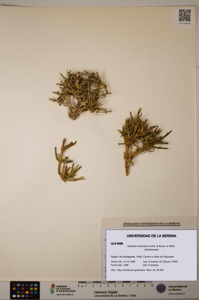 Ephedra americana [Espécimen: ULS:ULS:0006026]
