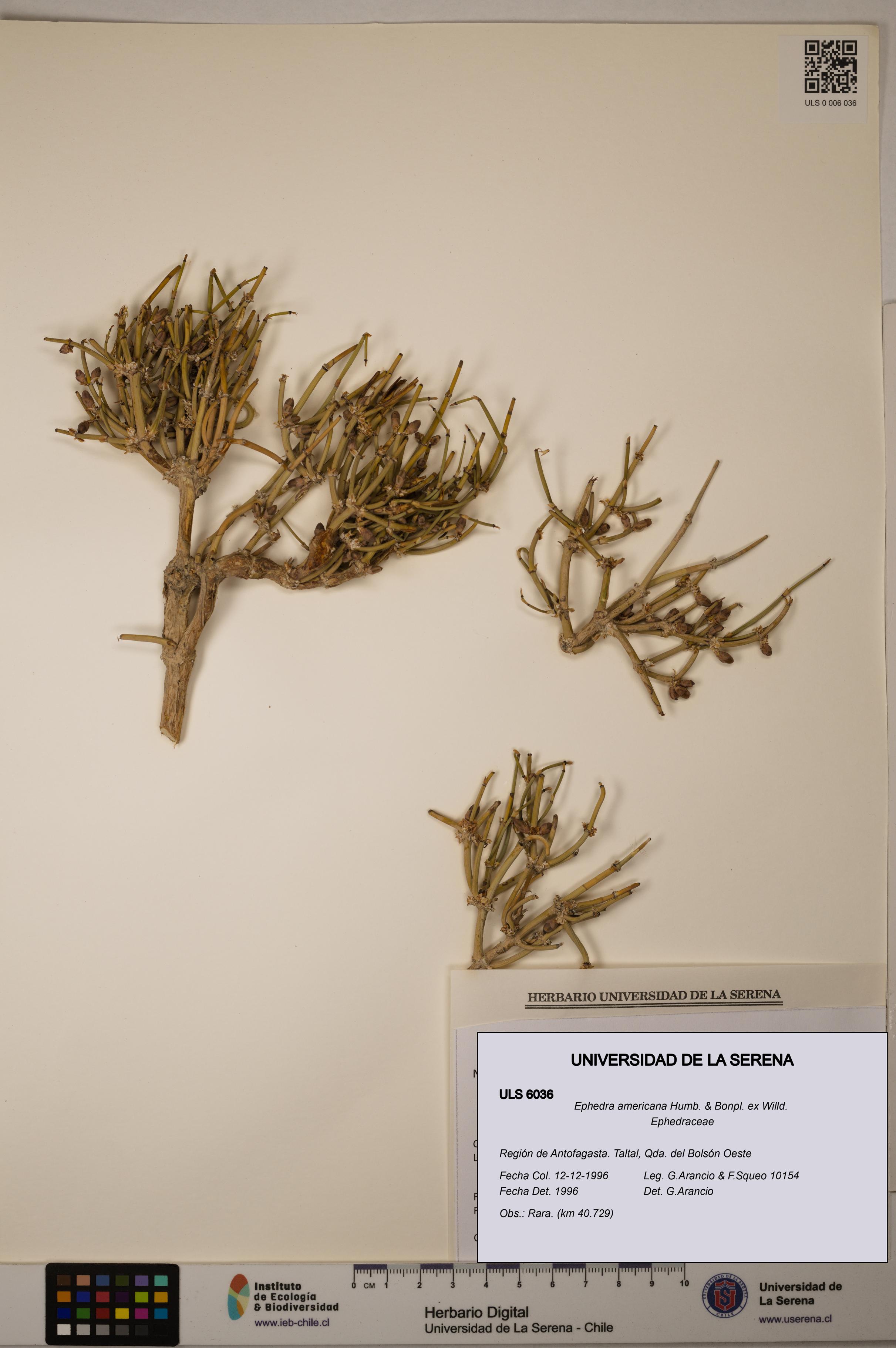 Ephedra americana [Espécimen: ULS:ULS:0006036]