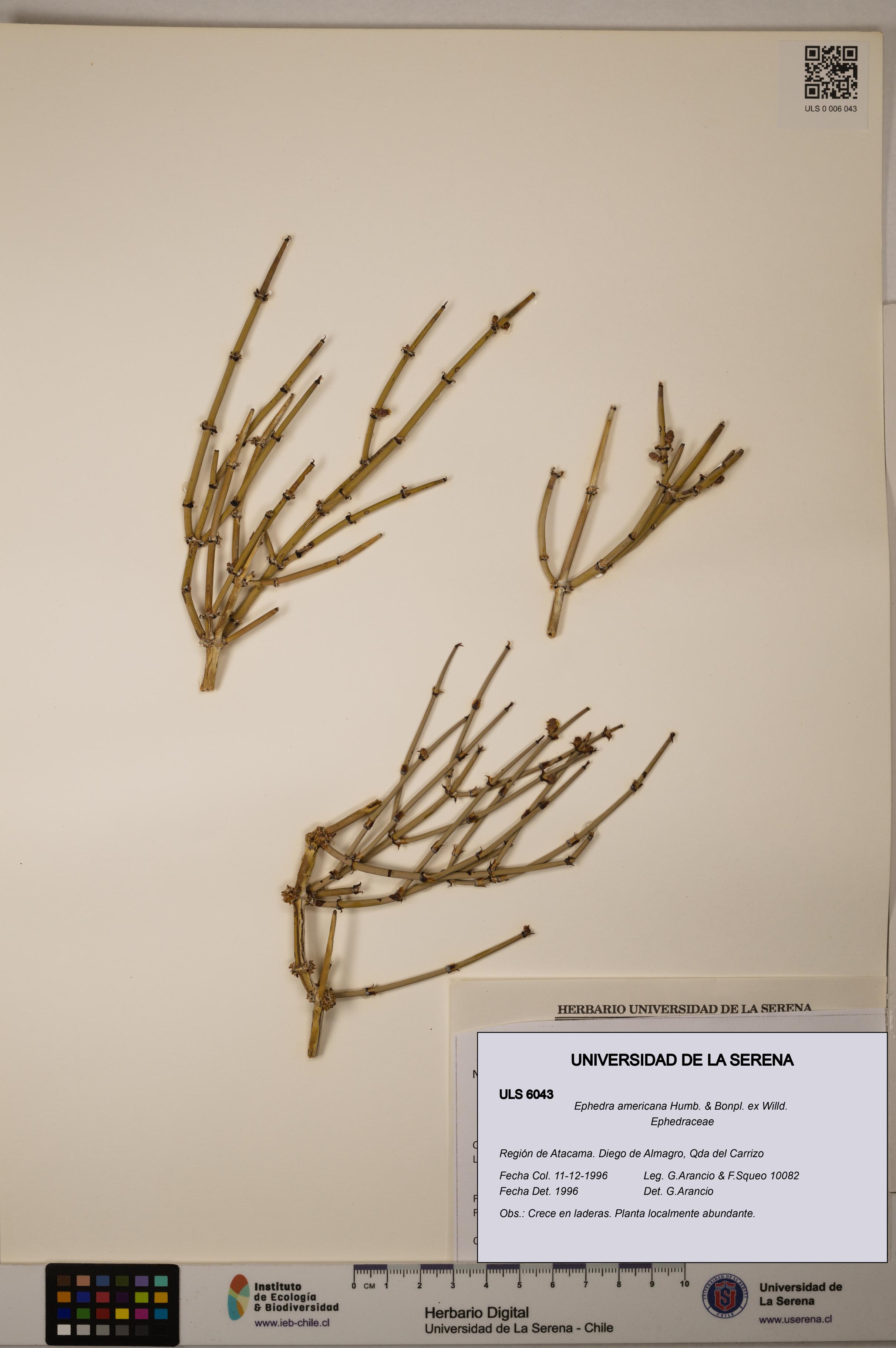 Ephedra americana [Espécimen: ULS:ULS:0006043]