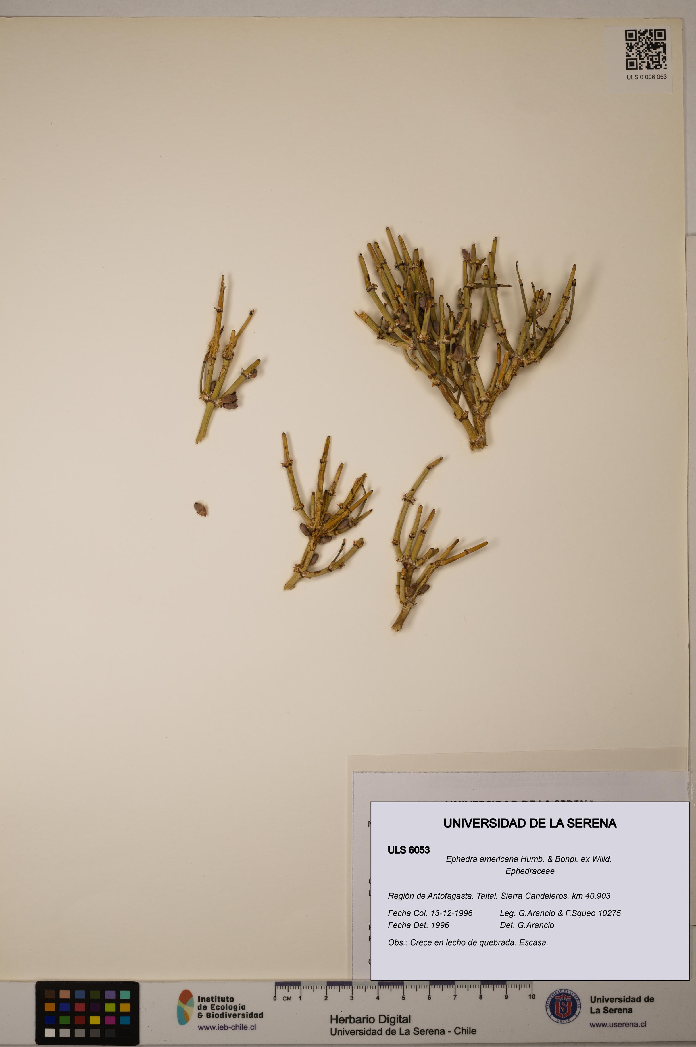 Ephedra americana [Espécimen: ULS:ULS:0006053]