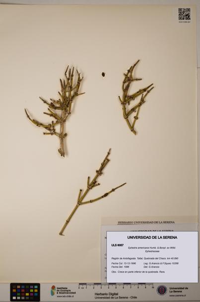 Ephedra americana [Espécimen: ULS:ULS:0006057]
