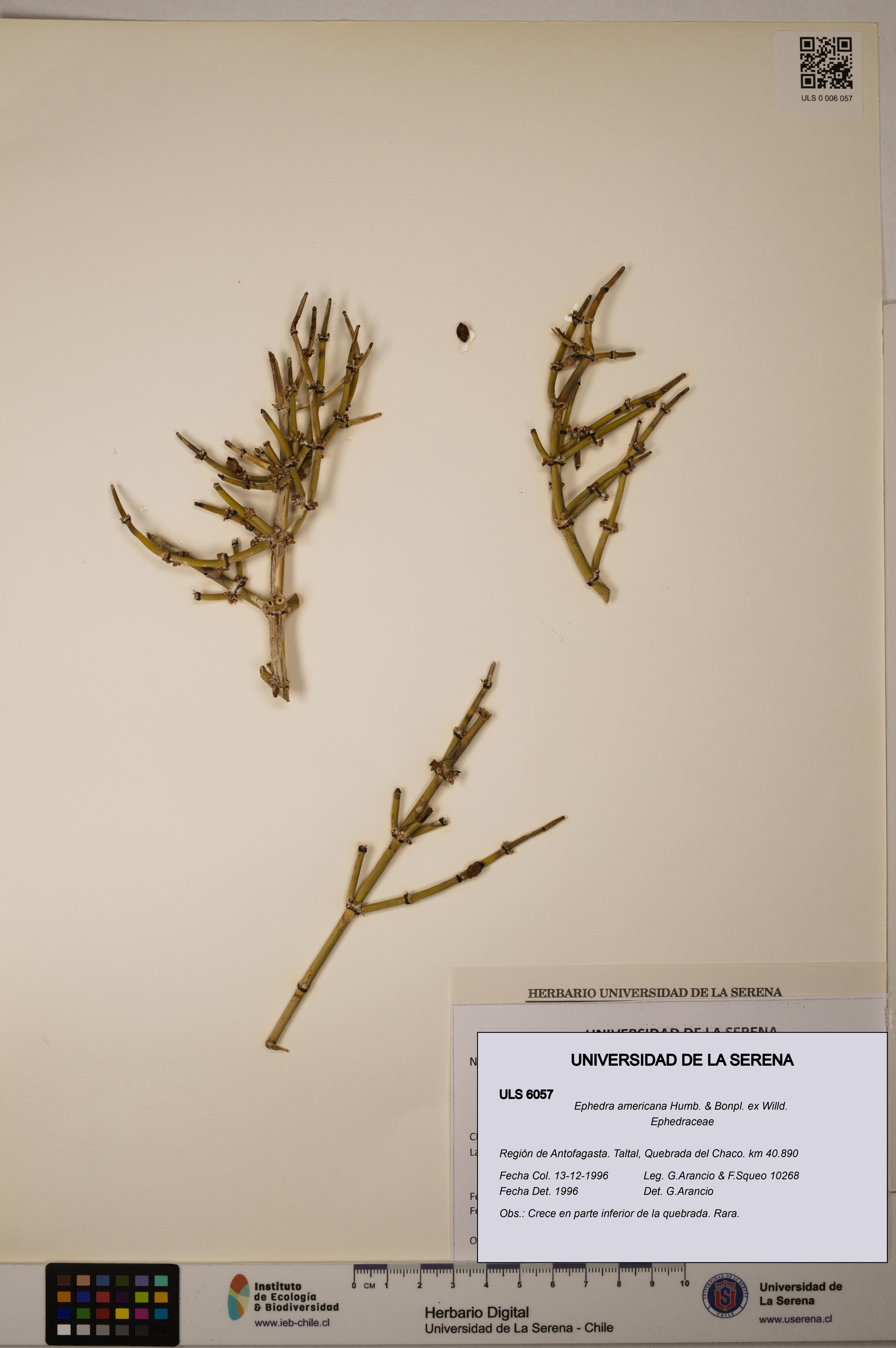 Ephedra americana [Espécimen: ULS:ULS:0006057]