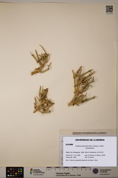 Ephedra americana [Espécimen: ULS:ULS:0006058]