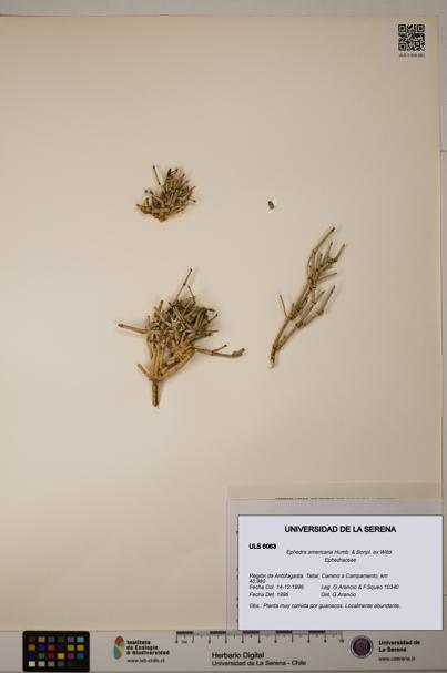 Ephedra americana [Espécimen: ULS:ULS:0006063]
