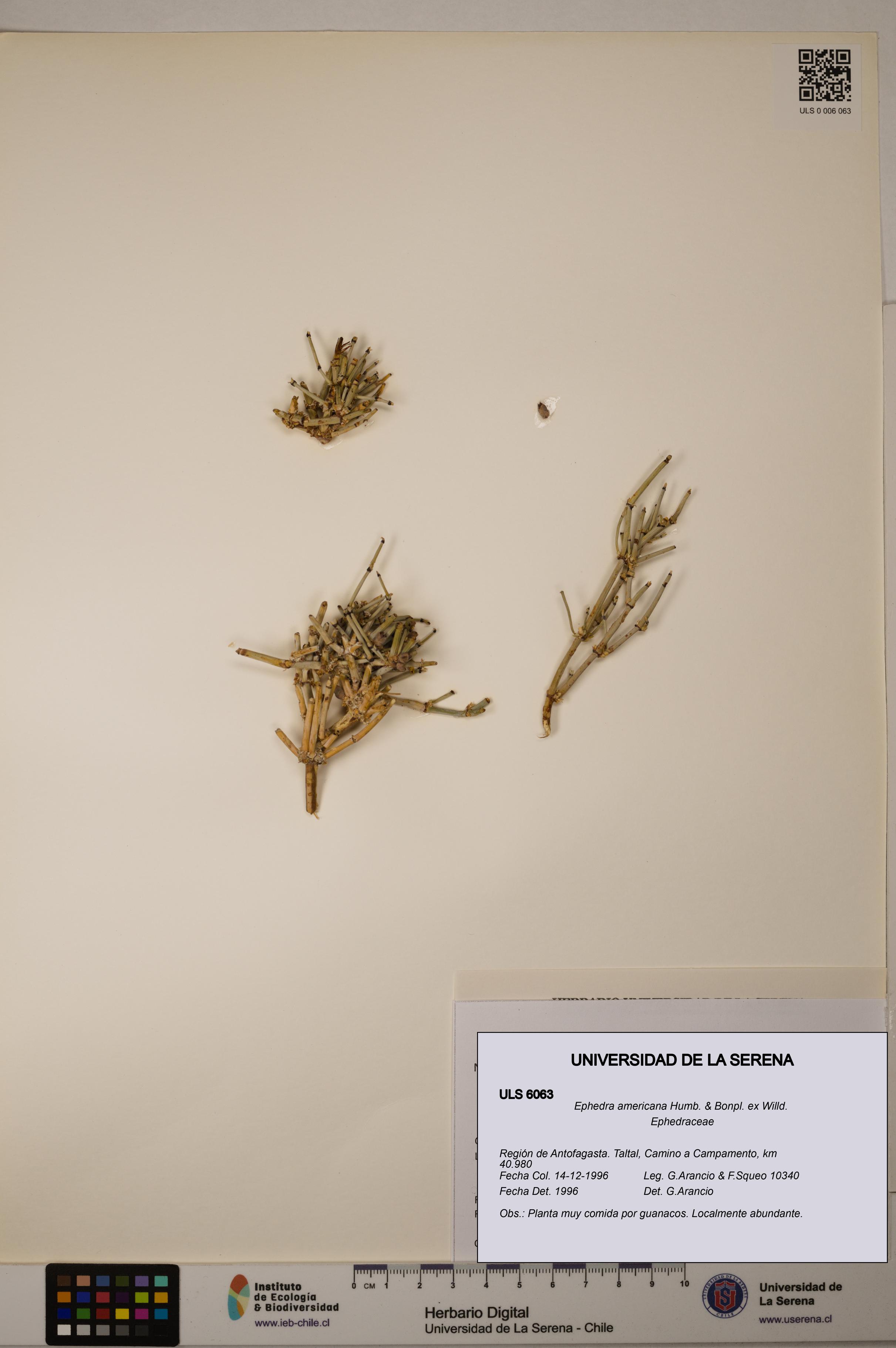 Ephedra americana [Espécimen: ULS:ULS:0006063]
