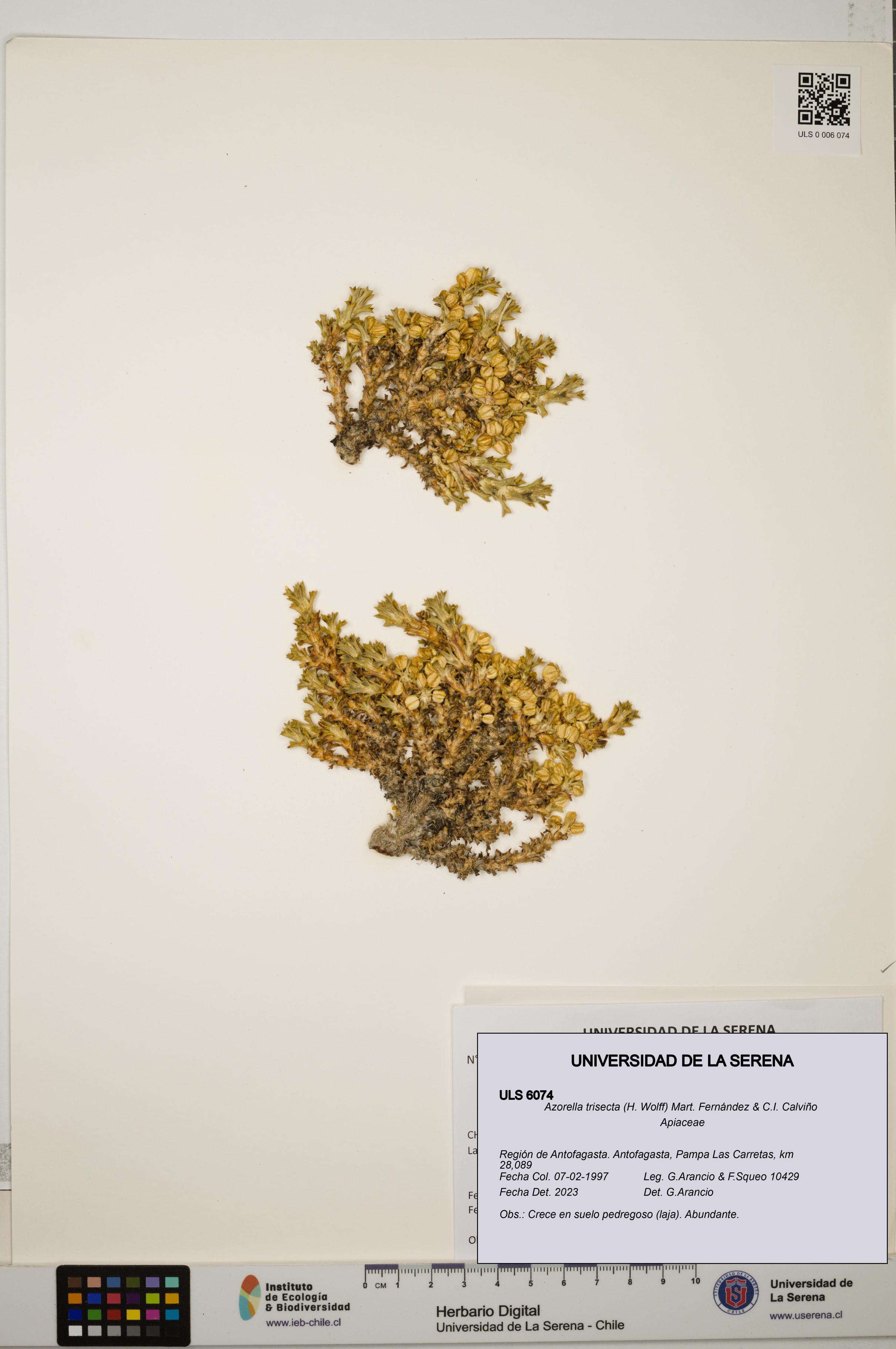 Azorella trisecta [Espécimen: ]