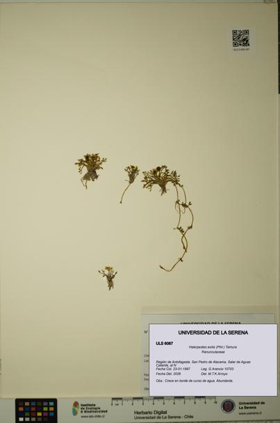 Halerpestes exilis [Espécimen: ]