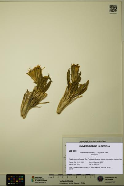 Perezia carthamoides [Espécimen: ULS:ULS:0006091]