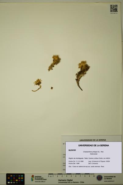 Chaetanthera philippii [Espécimen: ULS:ULS:0006101]